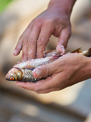 a man holds a litter, a lake fish, and salts it