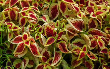 texture yellow red plants