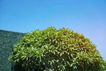 Beach green plants in the tropics. Greens in Asia and its landscapes. Stock photo