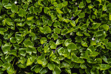 Green leaves above the water surface