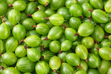 green gooseberry background. green gooseberry texture. Top view.