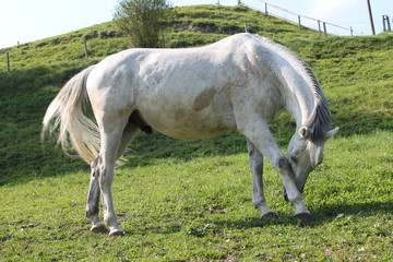 Weisses Pferd/Schimmel auf einer Weide