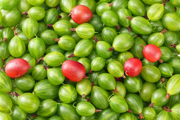 green gooseberry background. green gooseberry texture. Top view.