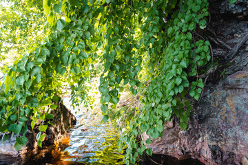 Green leaves above the water surface