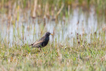one starling (sturnus vulgaris) standing in green meadow