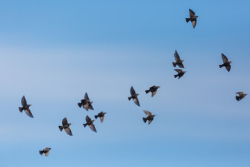 Obraz premium several starlings (sturnus vulgaris) in flight in blue sky
