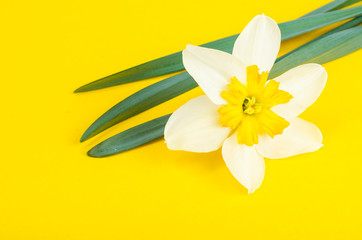 Narcissus flower with white and yellow petals.
