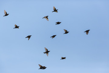 group of starlings (sturnus vulgaris) in flight in blue sky