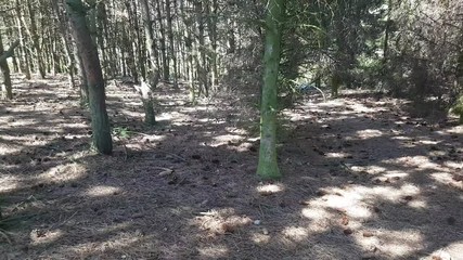 aerial view in forest to treetop. 4K video of nature.