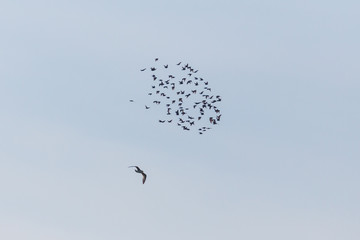 flock of flying starlings (sturnus vulgaris) with gull