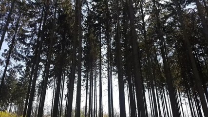 aerial view in forest to treetop. 4K video of nature.