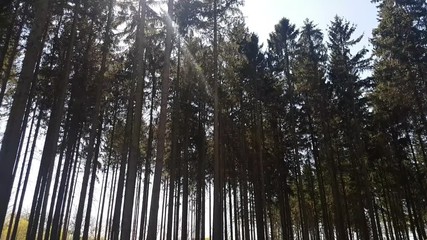 aerial view in forest to treetop. 4K video of nature.