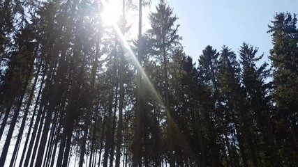 aerial view in forest to treetop. 4K video of nature.