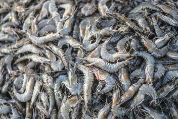 Seafood in the Asian market. Shrimps caught by fishermen from the Indian Ocean. Stock photo