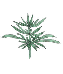Watercolor branch of Green hemp with leaves