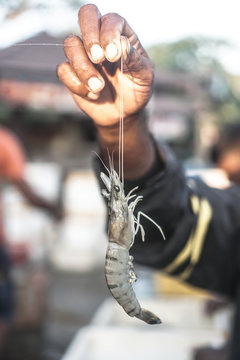 Seafood fishing in the ocean. Shrimp in the hands of a man fisherman. Stock photo
