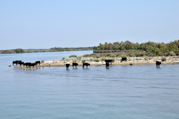 Fototapeta na wymiar wild black bulls of the Camargue, Southern France