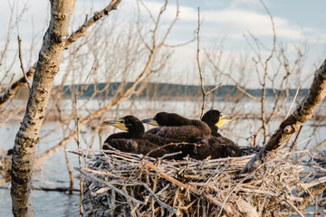 Young cormorants in a nest