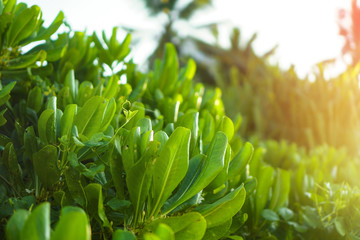 Beach green plants in the tropics. Greens in Asia and its landscapes. Stock photo