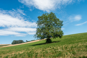 Alte Obstbäume im Feld