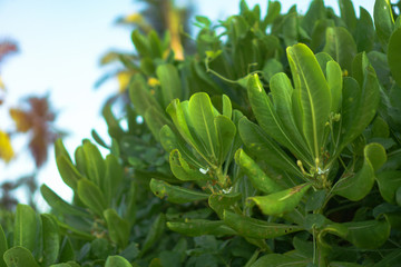 Beach green plants in the tropics. Greens in Asia and its landscapes. Stock photo