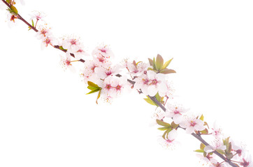 Branch with delicate white and pink flowers