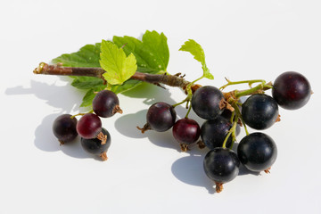 Ripe black currant berries  on branch lie on white paper outdoor macro
