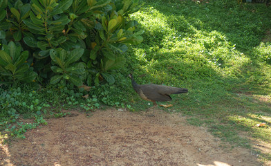 Asian bird in nature in the forest. Peacock is female. Stock photo