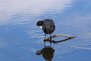 Coot standing
