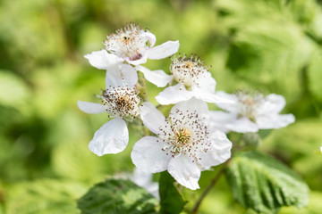 blackberry blossom