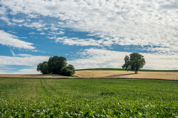 Rübenacker mit Zuckerrüben im Sommer