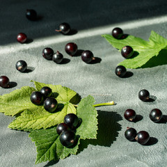 black currant berries and leaves on a gray background concrete stylish background