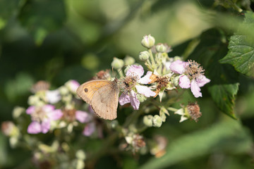 Small Heath Butterfly on blossom 2
