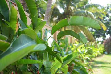 Flamboyant tree or phoenix flower, a kind of urban tree that bloom bright red flowers in summer...