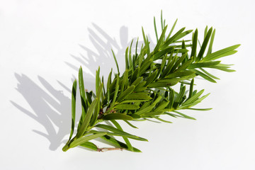 A bunch  of evergreen christmas fir pine  plant   lies on white paper macro