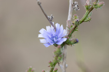 blue flowers on green background