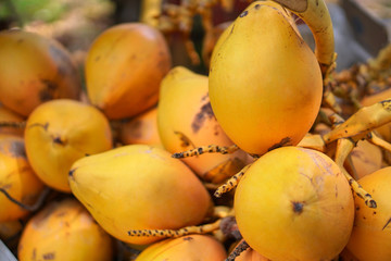 Naklejka na ściany i meble Yellow coconuts are sold on the market in Asia. Sale of vegetarian fruits outdoors. Stock photo