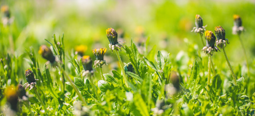 Summer green field with blooming dandelions