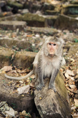 Monkeys in Angkor Wat, Siem Reap, Cambodia