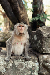 Monkeys in Angkor Wat, Siem Reap, Cambodia