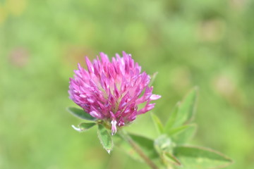 clover pink