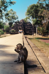 Monkeys in Angkor Wat, Siem Reap, Cambodia