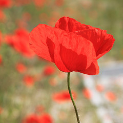Fototapeta premium einzelne Mahnblume im Focus