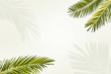 Fototapeta na wymiar Summer leaves of coconut palms and free space for your decoration. 
