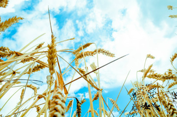 wheat on the background of the sky, beautiful background of natural harmony. Harvest