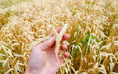 Ear of ripe wheat in a man's hand. Harvesting