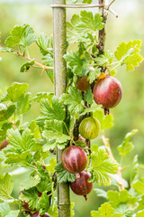 Reife Stachelbeeren am Strauch in einer Obstplantage