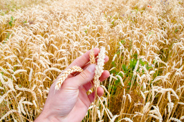Ear of ripe wheat in a man's hand. Harvesting