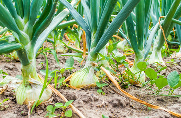 Onions in the garden, natural products