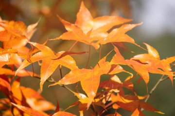 Beautiful maple leaves in autumn sunny day in foreground and blurry background in Kyushu, Japan. No people, close up, copy space, macro shot.